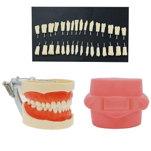 US Dental Teeth Model+Simulation Cheek With 32Pcs Teeth fit Kilgore NISSIN 200 - Picture 1 of 31