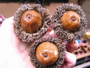 3 GIANT Burr Acorns for crafts, wreaths, bowl fillers, etc, set 231 - Picture 1 of 3