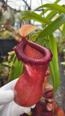 Jarra tropical Nepenthes especies carnívoras Ventricosa roja BE3771 W38 Foto 1 de 2