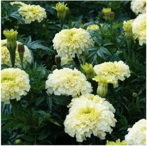 KILIMANJARO WHITE MARIGOLD FLOWER SEEDS White Marigold Flower Garden Flower Seed - Picture 1 of 1
