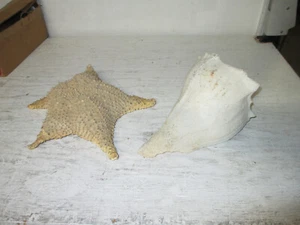 Large Seashell & Star Fish, 10" & 11" - Picture 1 of 7