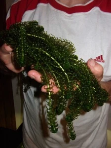 Elodea canadensis schnellwachsende Aquariumpflanzen gegen Algen im Aquarium - Bild 1 von 2