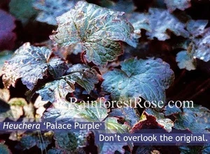 Heuchera micrantha Palace Purple 72 plants 1991 winner Coral Bells Zone 4-9 XX - Picture 1 of 1