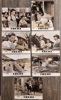 Aushangfotos zu Andrew Marton's TREUE (Gypsy Colt) USA 1954 - Bild 1 von 3