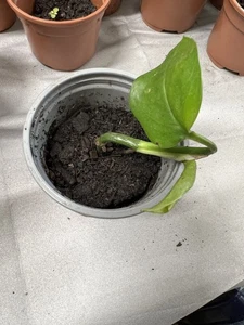 Baby Money Plants - Picture 1 of 2