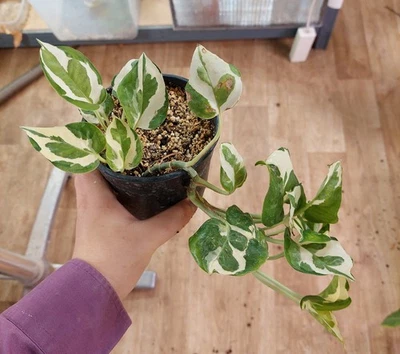 Epipremnum ""N'Joy"" - follaje abigarrado crema y verde, planta compacta - Imagen 1 de 3