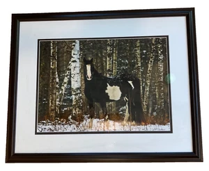 Jerry Wetteland firmata, fotografia originale di cavallo pinto tra le betulle - Foto 1 di 12