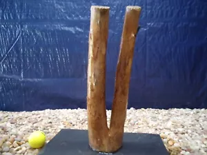Pre-Soaked Sinking Driftwood, Mounted on Slate, Aquarium, Reptile, Natural, Art - Picture 1 of 6