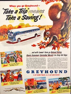 1949 Greyhound Lines Bus Print Ad Squirrel with Acorn in Tree Watching Bus - Picture 1 of 6