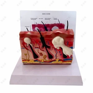 Dog Canine Skin Anatomical Model Veterinary vet anatomy display teaching educa - Picture 1 of 2