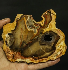 152g BEAUTIFULL NATURAL MULTICOLOR PETRIFIED WOOD NOT POLISHED - Picture 1 of 8