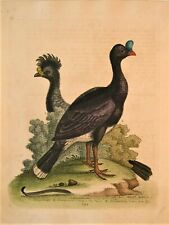 GEORGE EDWARDS ORIGINAL HAND COLORED BIRD ETCHING: PLATE 295: LONDON, 1758