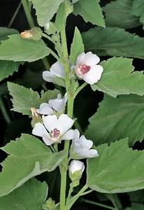 Marshmallow Seeds ( ALTHAEA OFFICINALIS ) 100 Seeds - Picture 1 of 1