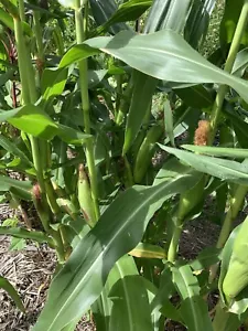 Sweet Corn Golden Bantam Seed, QLD Grown, regenerative Farm, Organic Climatised - Picture 1 of 1