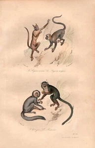 Stampa antica SCIMMIE CAPPUCCINE o CEBI Buffon 1853 Antique print - Picture 1 of 1