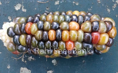 Corn Glass Gem Rajjo - A Beautiful Orange-Green Colored Glass Gem Corn Variety!! - Image 1 of 4