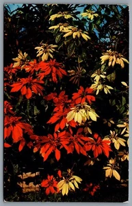 Postcard c1958 Poinsettias Red and White CDS Slogan Cancel - Picture 1 of 2