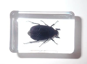 Black Scarab Beetle in 45x30x16 mm Small Clear Resin Block Teaching Aid TE1 - Picture 1 of 11