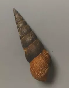 Caracol de agua dulce Melanoides especie 46-55 mm gema/F++ - Imagen 1 de 4