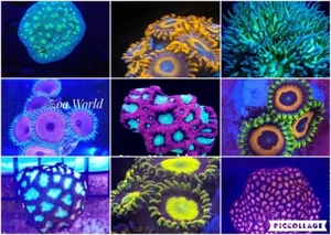 Pack of 10 different Starter Corals (Mixed Reef) with Free Shipping - Picture 1 of 4