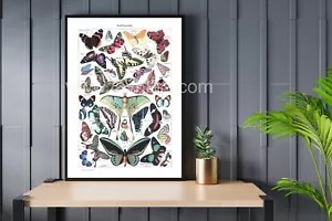 Wall Art Print A4 | Papillons - Picture 1 of 1
