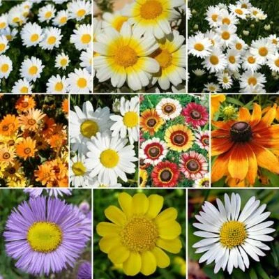 DAISY CRAZY Flower Mix 10 Varieties Painted Shasta & more! Non-GMO 1000 Seeds! - Image 1 of 4
