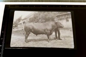 tolles altes Negativ - Mann posiert mit seinem Zuchtbullen - 50er Jahre ? - Picture 1 of 2