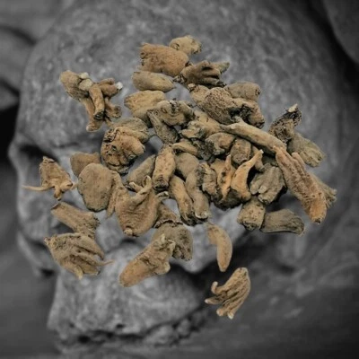 **LUCKY HAND VOODOO ROOT - RITUAL-WURZEL - EXKLUSIV**  ALTAR - Bild 1 von 3