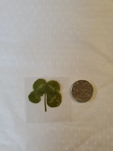 Real 4 Four Leaf Clover Good Luck Charm Wedding Favour Pressed laminated   Large - Picture 1 of 1