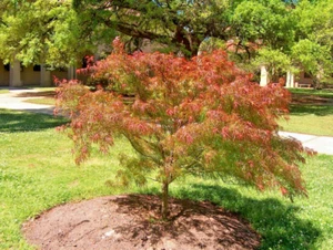 12 SEMI DI ACERO GIAPPONESE VILLA TARANTO - Acer palmatum 'Villa Taranto' - Foto 1 di 3