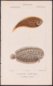 Turpin 1816 Antique hand-colored print: Tonguefish & sole, sea life, fish - Picture 1 of 2