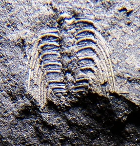 VERY RARE Tiny Juvenile BRITISH Spiny SELENOPELTIS TRILOBITE Remains Shropshire - Picture 1 of 6