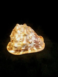 6 1/4 "- 482gr CAMEO CYPRAECASSIS RUFA SEA SHELL, AFRICAN BULLMOUTH HELMET - Picture 1 of 6