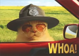 Trooper Cat Stand Out Pop Up Birthday Card - Greeting Card by Avanti Press - Picture 1 of 3