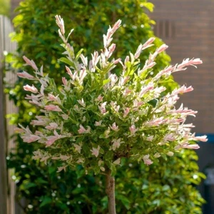 Flamingo Willow Salix Pink Bush Plant Foilage in pot, 50-60 cm tall - Picture 1 of 2