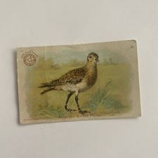 Useful Birds of America Church & Dwight Card Number 6 American Golden Plover
