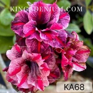 100 SEEDS ADENIUM OBESUM DESERT ROSE TRIPLE KA68 FRESH NEW HYBRID BEST SELLING - Picture 1 of 9