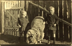 RPPC Young Boys in Shorts and Coats with Merino Sheep Real Photo Postcard - Picture 1 of 2