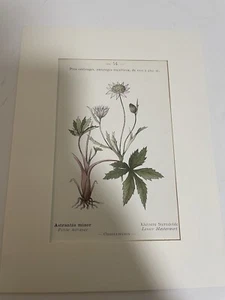 Antique Floral Print by Kastner C1908. Book Plates Alpine Flowers. RARE Pg53 - Picture 1 of 6