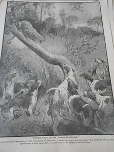 Moyes nouveaux d'attaquer le Leopard chiens de meute Old Print 1912 - Picture 1 of 1