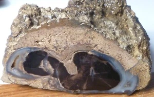 Foresta blu 4 1/2" legno pietrificato nero età eocene Eden Valley Wyoming 540 grammi - Foto 1 di 10