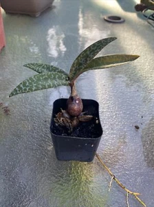 Scilla Violacea exotic succulent bulb miniature plant ledebouria 2" Pot - Picture 1 of 11