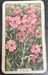 Gallaher Cigarette Card - Garden Flowers, 1938 - Phlox - Picture 1 of 2