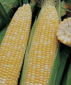 25 Seeds Triple Crown Sweet Corn Homestead - Picture 1 of 1
