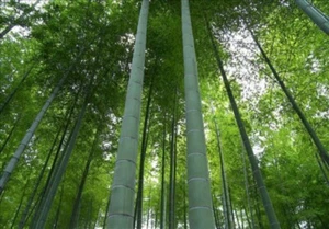 MOSO Bamboo Seeds - Phyllostachys edulis - Hardy Rare Privacy Screen 100-400 - Picture 1 of 7