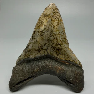 Absolutely BEAUTIFUL Patterns 3.52" Fossil MEGALODON Shark Tooth - USA - Picture 1 of 6