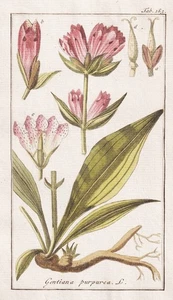 Erickson Purpurea Purpur-Enzian Gentian Botany Engraving Copperplate 1790 - Picture 1 of 1