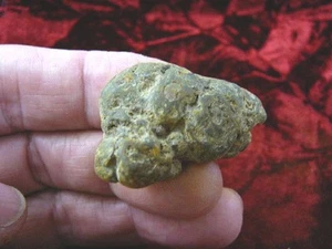 (PP462-30) 1-5/8" Genuine Fossil TURTLE POOP Coprolite DUNG WEIRD WA state doo - Picture 1 of 1