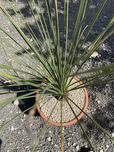 Dasylirion longissimum Vaso 26 Cm H 80 Cm Rara Foglie Sottili Lunghe Caudex - Foto 1 di 5
