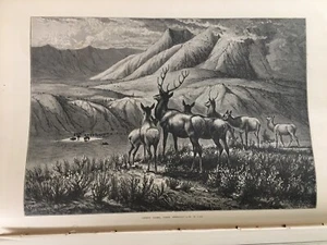 American Elk and Buffalo Bad lands Montana 1875 Upper Missouri - Picture 1 of 6